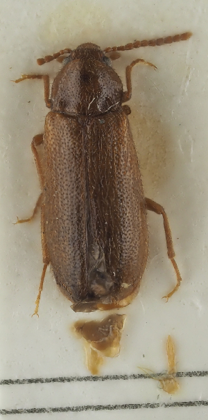  (Zilora elongata - NJ.480)  @11 [ ] by-nc (2025) Erkka Laine Luomus