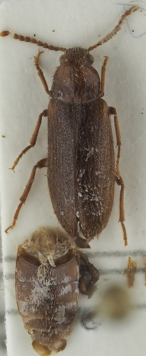  ( - NJ.481)  @11 [ ] by-nc (2025) Erkka Laine Luomus