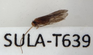  (Agapetus aliceae - SULA-T639)  @11 [ ] by-nc (2024) Juha Salokannel University of Oulu