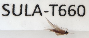  (Psychomyia arassandii - SULA-T660)  @11 [ ] by-nc (2024) Juha Salokannel University of Oulu