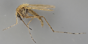  (Aedes cyprius - SWE0039-02)  @11 [ ] by-nc (2024) Erkka Laine University of Oulu