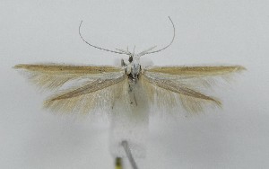  (Coleophora lepida - TAB0024)  @11 [ ] by-nc (2022) Jukka Tabell Unspecified