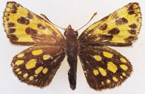  ( - ZMBSU-01749)  @11 [ ] CreativeCommons - Attribution Non-Commercial (2016) Marko Mutanen University of Oulu