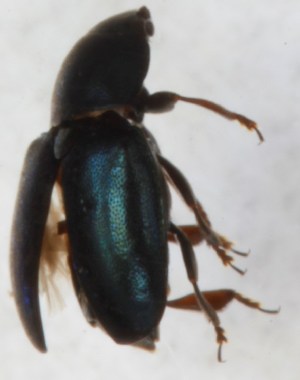  ( - ZMUO.004648)  @12 [ ] CreativeCommons - Attribution Non-Commercial (2012) Marko Mutanen University of Oulu