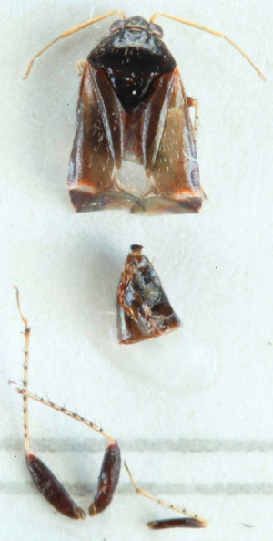  ( - ZMUO.024230)  @11 [ ] CreativeCommons - Attribution Non-Commercial (2015) Marko Mutanen University of Oulu