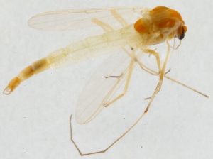  ( - ZMUO.025142)  @12 [ ] CreativeCommons - Attribution Non-Commercial (2015) Marko Mutanen University of Oulu