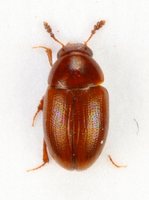  (Hydnobius septentrionalis - ZMUO.025474)  @13 [ ] CreativeCommons - Attribution Non-Commercial (2016) Marko Mutanen University of Oulu