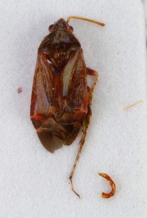  ( - ZMUO.025529)  @11 [ ] CreativeCommons - Attribution Non-Commercial (2016) Marko Mutanen University of Oulu