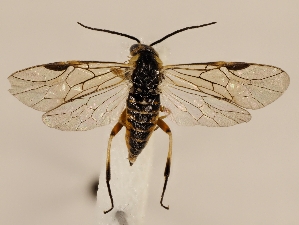  ( - ZMUO.029504)  @13 [ ] CreativeCommons - Attribution Non-Commercial (2017) Marko Mutanen University of Oulu