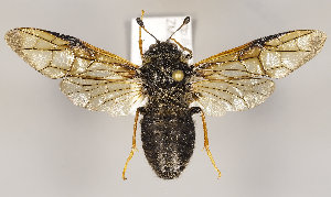  (Trichiosoma nr. nigricoma - ZMUO.029906)  @14 [ ] CreativeCommons - Attribution Non-Commercial (2016) Marko Mutanen University of Oulu