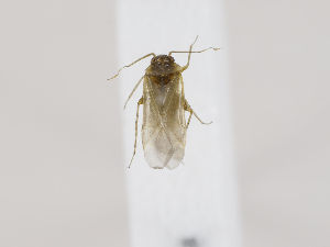  (Psallus laticeps - ZMUO.030426)  @11 [ ] CreativeCommons - Attribution Non-Commercial (2019) Marko Mutanen University of Oulu
