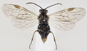  ( - ZMUO.037271)  @11 [ ] CreativeCommons - Attribution Non-Commercial (2019) Marko Mutanen University of Oulu