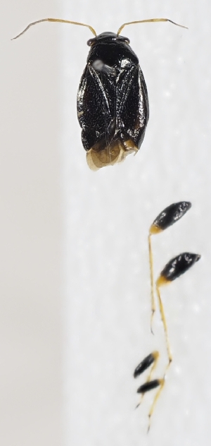  ( - ZMUO.037323)  @11 [ ] CreativeCommons - Attribution Non-Commercial (2019) Marko Mutanen University of Oulu