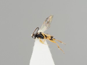  (Pholetesor arisba - ZMUO.037660)  @13 [ ] CreativeCommons - Attribution Non-Commercial (2018) Marko Mutanen University of Oulu