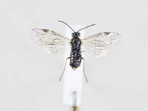  ( - ZMUO.038878)  @11 [ ] by-nc (2020) Marko Mutanen University of Oulu