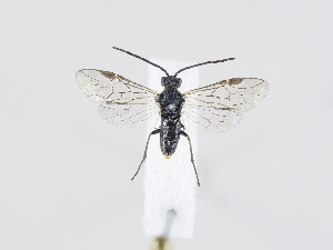  ( - ZMUO.038882)  @11 [ ] by-nc (2020) Marko Mutanen University of Oulu