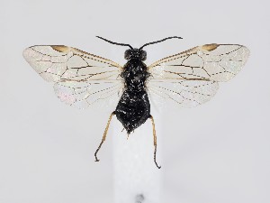  ( - ZMUO.039414)  @14 [ ] by-nc (2020) Marko Mutanen University of Oulu