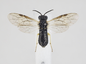  ( - ZMUO.040310)  @11 [ ] by-nc (2020) Marko Mutanen University of Oulu