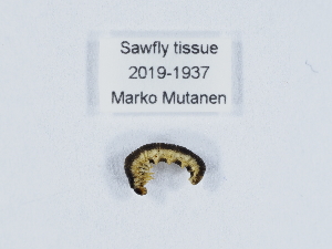  ( - ZMUO.040884)  @11 [ ] by-nc (2020) Marko Mutanen University of Oulu