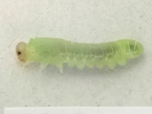  ( - ZMUO.041943)  @11 [ ] by-nc (2021) Marko Mutanen University of Oulu