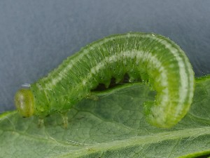  ( - ZMUO.042071)  @11 [ ] by-nc (2021) Marko Mutanen University of Oulu