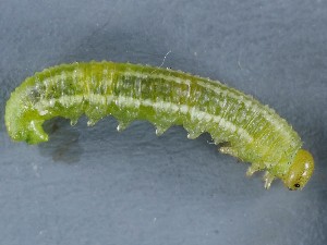  ( - ZMUO.042072)  @11 [ ] by-nc (2021) Marko Mutanen University of Oulu