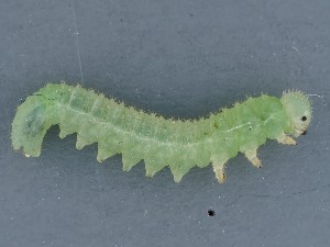  ( - ZMUO.042081)  @11 [ ] by-nc (2021) Marko Mutanen University of Oulu