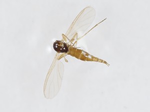  (Corynoptera subvariegata - ZMUO.042737)  @11 [ ] by-nc (2021) Marko Mutanen University of Oulu