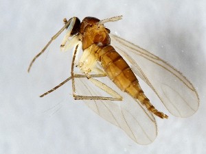  ( - ZMUO.042852)  @11 [ ] by-nc (2021) Marko Mutanen University of Oulu