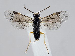  ( - ZMUO.043982)  @11 [ ] by-nc (2021) Marko Mutanen University of Oulu