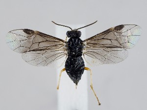  ( - ZMUO.043983)  @11 [ ] by-nc (2021) Marko Mutanen University of Oulu