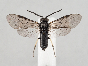  ( - ZMUO.045518)  @11 [ ] by-nc (2021) Marko Mutanen University of Oulu