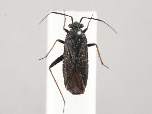  ( - ZMUO.046642)  @11 [ ] by-nc (2021) Marko Mutanen University of Oulu