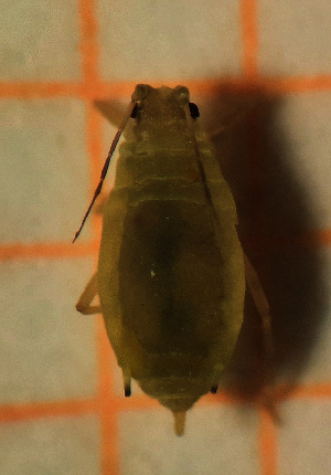  (Schizaphis rufula - ZMUO.047134)  @11 [ ] by-nc (2022) Erkka Laine University of Oulu