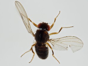  (Drosophila lummei - ZMUO.062223)  @11 [ ] by-nc (2021) Marko Mutanen University of Oulu