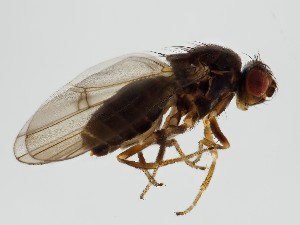  (Drosophila virilis - ZMUO.062225)  @11 [ ] by-nc (2021) Marko Mutanen University of Oulu