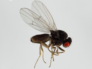  (Drosophila ezoana - ZMUO.062228)  @11 [ ] by-nc (2021) Marko Mutanen University of Oulu