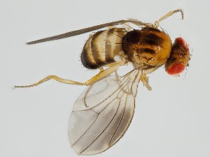  (Drosophila toyohikadai - ZMUO.062255)  @11 [ ] by-nc (2021) Marko Mutanen University of Oulu