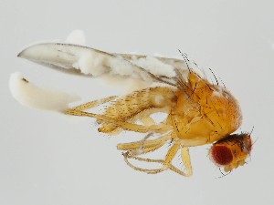  (Drosophila cameraria - ZMUO.062259)  @11 [ ] by-nc (2021) Marko Mutanen University of Oulu