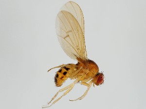  (Drosophila curvispina - ZMUO.062269)  @11 [ ] by-nc (2021) Marko Mutanen University of Oulu
