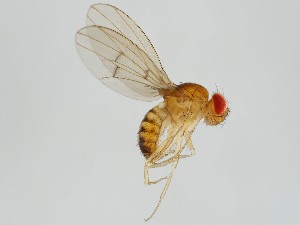  (Drosophila nr. curvispina - ZMUO.062270)  @11 [ ] by-nc (2021) Marko Mutanen University of Oulu