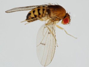  (Drosophila chedii - ZMUO.062291)  @11 [ ] by-nc (2021) Marko Mutanen University of Oulu