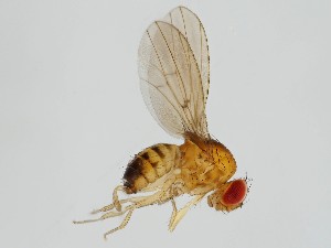 (Drosophila nr. phalerata - ZMUO.062296)  @11 [ ] by-nc (2021) Marko Mutanen University of Oulu