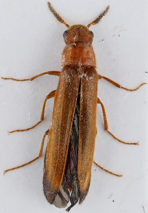  (Elateroides flabellicornis - ZMUO.065170)  @11 [ ] by-nc (2022) Marko Mutanen University of Oulu