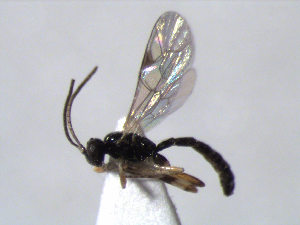  (Scambus atrocoxalis - ZMUO.066559)  @11 [ ] by-nc (2023) Pirjo Appelgren Friendship Park Research Centre