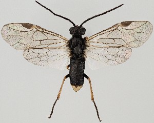  ( - ZMUO.067421)  @11 [ ] by-nc (2024) Marko Mutanen University of Oulu