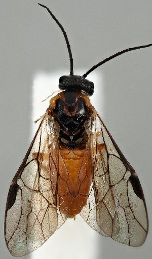  ( - ZMUO.077233)  @11 [ ] by-nc (2023) Marko Mutanen University of Oulu