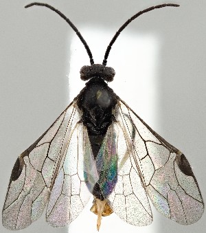  ( - ZMUO.077412)  @11 [ ] by-nc (2024) Marko Mutanen University of Oulu