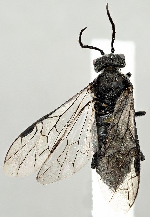  ( - ZMUO.077432)  @11 [ ] by-nc (2023) Marko Mutanen University of Oulu