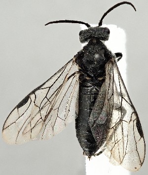  ( - ZMUO.077433)  @11 [ ] by-nc (2023) Marko Mutanen University of Oulu